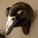 Mufflon (Ovis gmelini musimon) Widder Geweih Schädeltrophäe Hornlänge 63,5 cm auf Trophäenschild 82.1.114