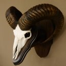 Mufflon (Ovis gmelini musimon) Widder Geweih Schädeltrophäe Hornlänge 63,5 cm auf Trophäenschild 82.1.114
