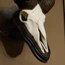 Mufflon (Ovis gmelini musimon) Widder Geweih Schädeltrophäe Hornlänge 63,5 cm auf Trophäenschild 82.1.114