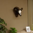 Mufflon (Ovis gmelini musimon) Widder Geweih Schädeltrophäe Hornlänge 63,5 cm auf Trophäenschild 82.1.114