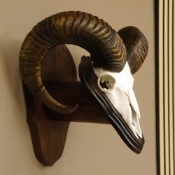 Mufflon (Ovis gmelini musimon) Widder Geweih Schädeltrophäe Hornlänge 63,5 cm auf Trophäenschild 82.1.114
