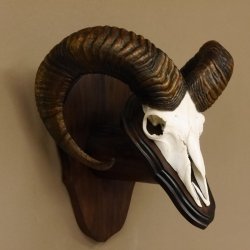 Mufflon (Ovis gmelini musimon) Widder Geweih Schädeltrophäe Hornlänge 63,5 cm auf Trophäenschild 82.1.114