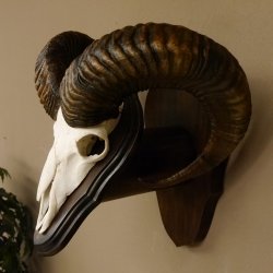 Mufflon (Ovis gmelini musimon) Widder Geweih Schädeltrophäe Hornlänge 63,5 cm auf Trophäenschild 82.1.114