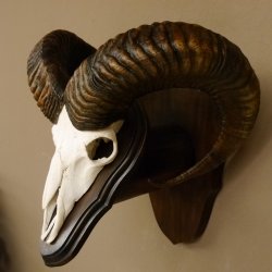 Mufflon (Ovis gmelini musimon) Widder Geweih Schädeltrophäe Hornlänge 63,5 cm auf Trophäenschild 82.1.114