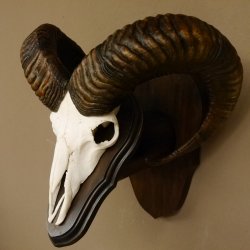 Mufflon (Ovis gmelini musimon) Widder Geweih Schädeltrophäe Hornlänge 63,5 cm auf Trophäenschild 82.1.114