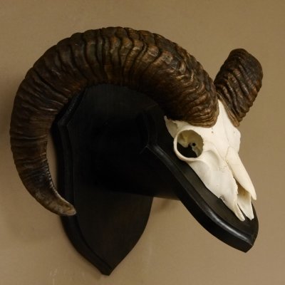 Mufflon (Ovis gmelini musimon) Widder Geweih Schädeltrophäe Hornlänge 56 cm auf Trophäenschild 82.1.115