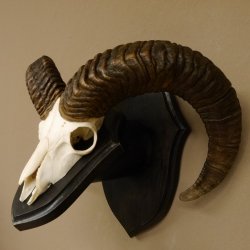 Mufflon (Ovis gmelini musimon) Widder Geweih Schädeltrophäe Hornlänge 56 cm auf Trophäenschild 82.1.115