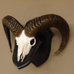 Mufflon (Ovis gmelini musimon) Widder Geweih Schädeltrophäe Hornlänge 56 cm auf Trophäenschild 82.1.115