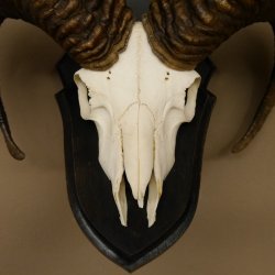 Mufflon (Ovis gmelini musimon) Widder Geweih Schädeltrophäe Hornlänge 56 cm auf Trophäenschild 82.1.115