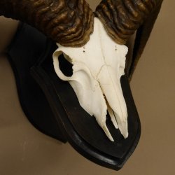 Mufflon (Ovis gmelini musimon) Widder Geweih Schädeltrophäe Hornlänge 56 cm auf Trophäenschild 82.1.115