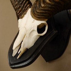 Mufflon (Ovis gmelini musimon) Widder Geweih Schädeltrophäe Hornlänge 56 cm auf Trophäenschild 82.1.115
