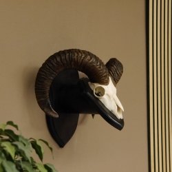 Mufflon (Ovis gmelini musimon) Widder Geweih Schädeltrophäe Hornlänge 56 cm auf Trophäenschild 82.1.115