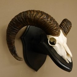 Mufflon (Ovis gmelini musimon) Widder Geweih Schädeltrophäe Hornlänge 56 cm auf Trophäenschild 82.1.115