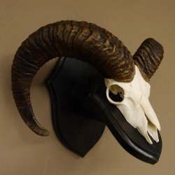 Mufflon (Ovis gmelini musimon) Widder Geweih Schädeltrophäe Hornlänge 56 cm auf Trophäenschild 82.1.115