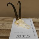 Gamsgeweih Gams Geiß Gems Geweih SL 23,6 cm IP 96,9 Bronze