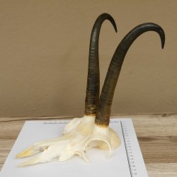 Gamsgeweih Gams Geiß Gems Geweih SL 23,6 cm IP 96,9 Bronze