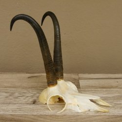 Gamsgeweih Gams Geiß Gems Geweih SL 23,6 cm IP 96,9 Bronze