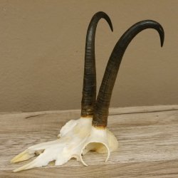 Gamsgeweih Gams Geiß Gems Geweih SL 23,6 cm IP 96,9 Bronze
