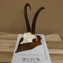 Gamsgeweih hochkapitale Gams Bock Gems Geweih auf Trophäenschild SL 27,3 cm IP 101,3 Bronze