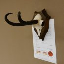 Gamsgeweih hochkapitale Gams Bock Gems Geweih auf Trophäenschild SL 27,3 cm IP 101,3 Bronze