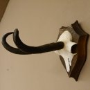Gamsgeweih hochkapitale Gams Bock Gems Geweih auf Trophäenschild SL 27,3 cm IP 101,3 Bronze