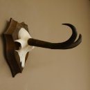 Gamsgeweih hochkapitale Gams Bock Gems Geweih auf Trophäenschild SL 27,3 cm IP 101,3 Bronze