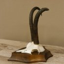 Gamsgeweih hochkapitale Gams Bock Gems Geweih auf Trophäenschild SL 27,3 cm IP 101,3 Bronze