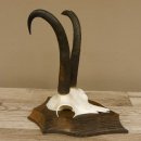 Gamsgeweih hochkapitale Gams Bock Gems Geweih auf Trophäenschild SL 27,3 cm IP 101,3 Bronze