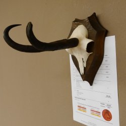 Gamsgeweih hochkapitale Gams Bock Gems Geweih auf Trophäenschild SL 27,3 cm IP 101,3 Bronze