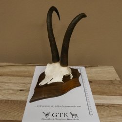 Gamsgeweih hochkapitale Gams Bock Gems Geweih auf Trophäenschild SL 27,3 cm IP 101,3 Bronze