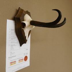Gamsgeweih hochkapitale Gams Bock Gems Geweih auf Trophäenschild SL 27,3 cm IP 101,3 Bronze