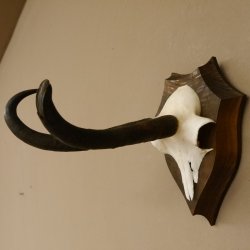 Gamsgeweih hochkapitale Gams Bock Gems Geweih auf Trophäenschild SL 27,3 cm IP 101,3 Bronze