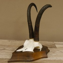 Gamsgeweih hochkapitale Gams Bock Gems Geweih auf Trophäenschild SL 27,3 cm IP 101,3 Bronze