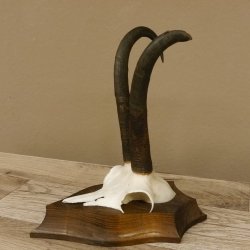 Gamsgeweih hochkapitale Gams Bock Gems Geweih auf Trophäenschild SL 27,3 cm IP 101,3 Bronze