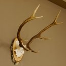 Rothirschgeweih 8 ender Hirsch Höhe 60 cm Stangen Hirschgeweih Geweih Birkescheibe 70.1008