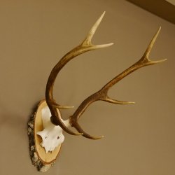 Rothirschgeweih 8 ender Hirsch Höhe 60 cm Stangen Hirschgeweih Geweih Birkescheibe 70.1008
