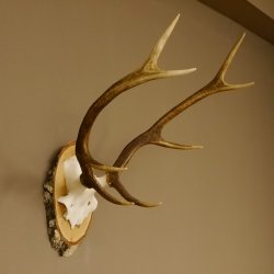 Rothirschgeweih 8 ender Hirsch Höhe 60 cm Stangen Hirschgeweih Geweih Birkescheibe 70.1008