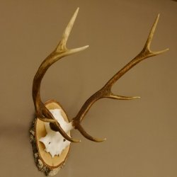 Rothirschgeweih 8 ender Hirsch Höhe 60 cm Stangen Hirschgeweih Geweih Birkescheibe 70.1008