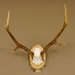 Rothirschgeweih 8 ender Hirsch Höhe 60 cm Stangen Hirschgeweih Geweih Birkescheibe 70.1008