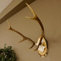 Rothirschgeweih 8 ender Hirsch Höhe 60 cm Stangen Hirschgeweih Geweih Birkescheibe 70.1008