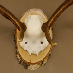 Rothirschgeweih 8 ender Hirsch Höhe 60 cm Stangen Hirschgeweih Geweih Birkescheibe 70.1008
