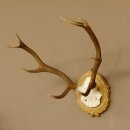 Rothirschgeweih 8 ender kleiner Hirsch Höhe 47 cm Hirschgeweih Geweih geschnitztem Schild 70.1009