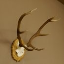 Rothirschgeweih 8 ender kleiner Hirsch Höhe 47 cm Hirschgeweih Geweih geschnitztem Schild 70.1009
