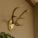 Rothirschgeweih 8 ender kleiner Hirsch Höhe 47 cm Hirschgeweih Geweih geschnitztem Schild 70.1009