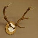Rothirschgeweih 8 ender kleiner Hirsch Höhe 47 cm Hirschgeweih Geweih geschnitztem Schild 70.1009