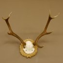 Rothirschgeweih 8 ender kleiner Hirsch Höhe 47 cm Hirschgeweih Geweih geschnitztem Schild 70.1009