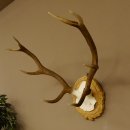 Rothirschgeweih 8 ender kleiner Hirsch Höhe 47 cm Hirschgeweih Geweih geschnitztem Schild 70.1009