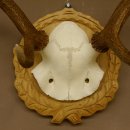 Rothirschgeweih 8 ender kleiner Hirsch Höhe 47 cm Hirschgeweih Geweih geschnitztem Schild 70.1009