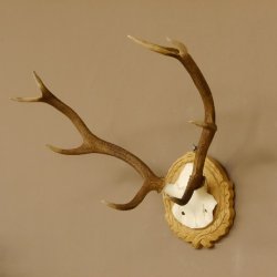 Rothirschgeweih 8 ender kleiner Hirsch Höhe 47 cm Hirschgeweih Geweih geschnitztem Schild 70.1009