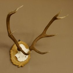 Rothirschgeweih 8 ender kleiner Hirsch Höhe 47 cm Hirschgeweih Geweih geschnitztem Schild 70.1009